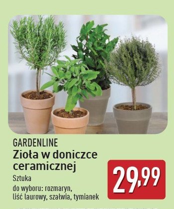 Szałwia w ceramicznej doniczce GARDEN LINE promocja w Aldi