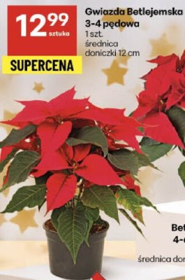 Gwiazda Betlejemska 3-4 pędowa promocja w Delikatesy Centrum