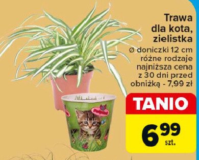 Trawa dla kota 12 cm promocja