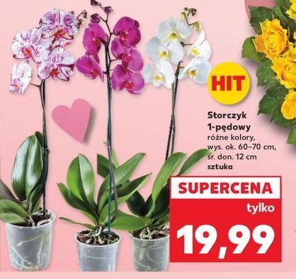 Storczyk 1-pędowy promocja w Kaufland