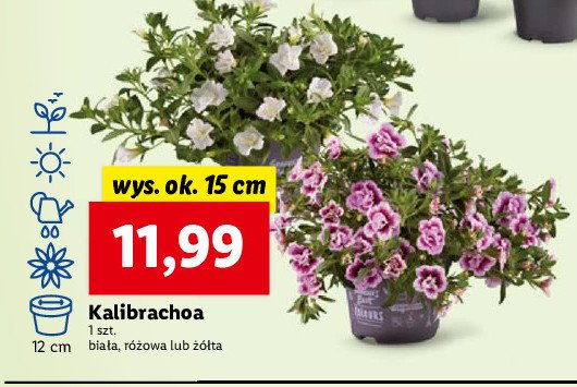 Kalibrachoa różowa 15 cm promocja