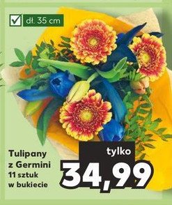 Bukiet tulipanów z germini 35 cm promocja