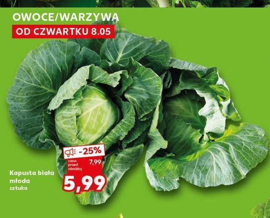 Kapusta młoda promocja w Kaufland