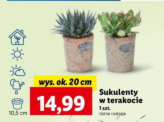 Sukulent w doniczce 10.5 cm promocja