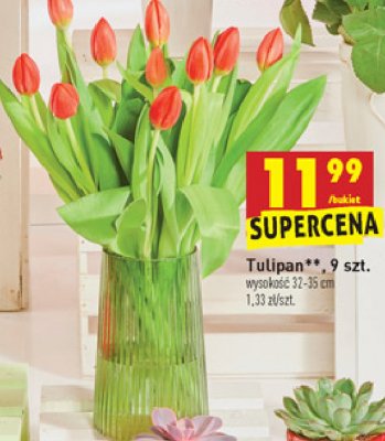 Tulipan 32-35 cm promocja