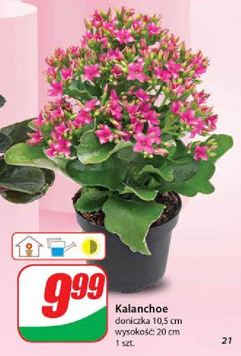 Kalanchoe 10.5 cm promocja w Dino