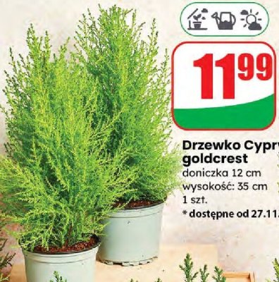 Drzewko Cyprys goldcrest 12 cm promocja w Dino