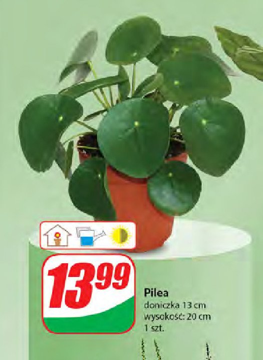 Pilea promocja