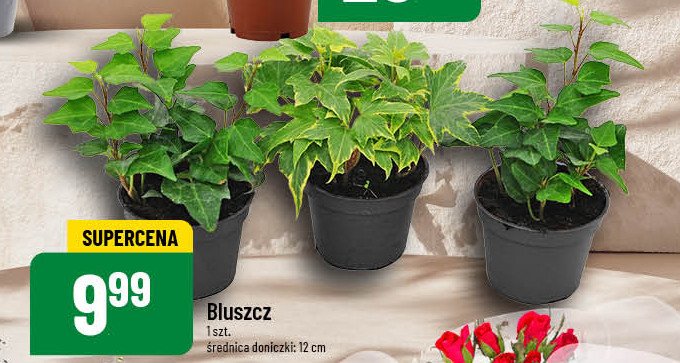 Bluszcz don 12 cm promocja