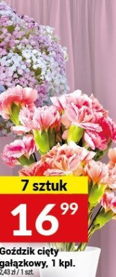 Goździk cięty szkarłatny, 1 kpl. - 7 sztuk promocja w Twój Market