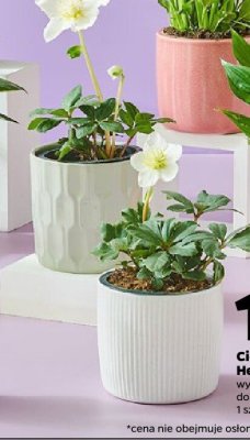 Ciemiernik Helleborus 18 cm promocja w Netto