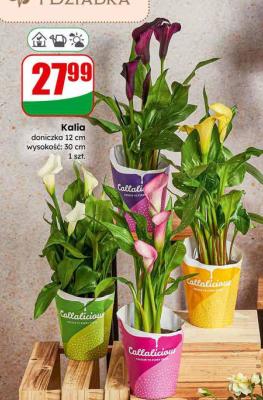 Kalia doniczka 12 cm promocja w Dino