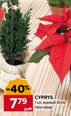 Cyprys promocja w Stokrotka