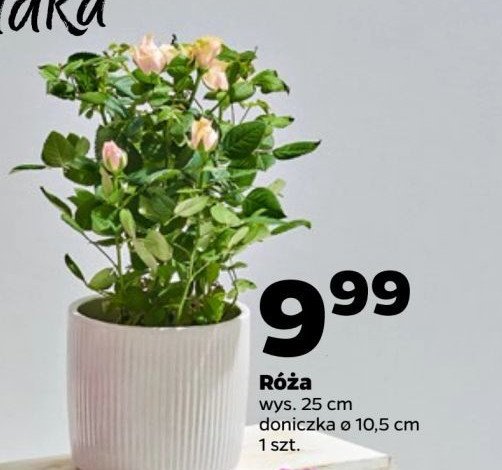 Róża don. 10.5 cm promocja w Netto