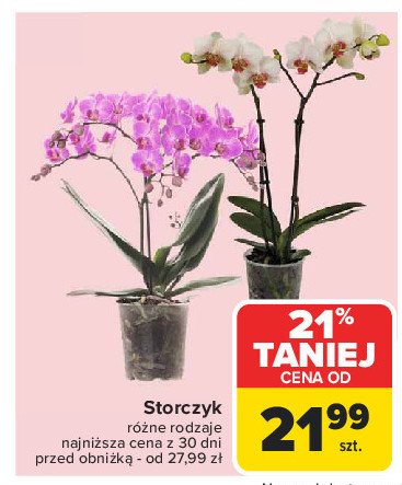 Storczyk promocja