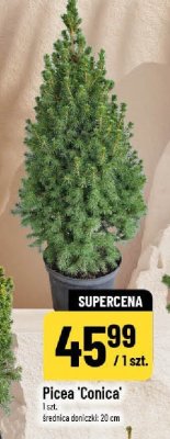 Picea 'Conica' promocja w POLOmarket