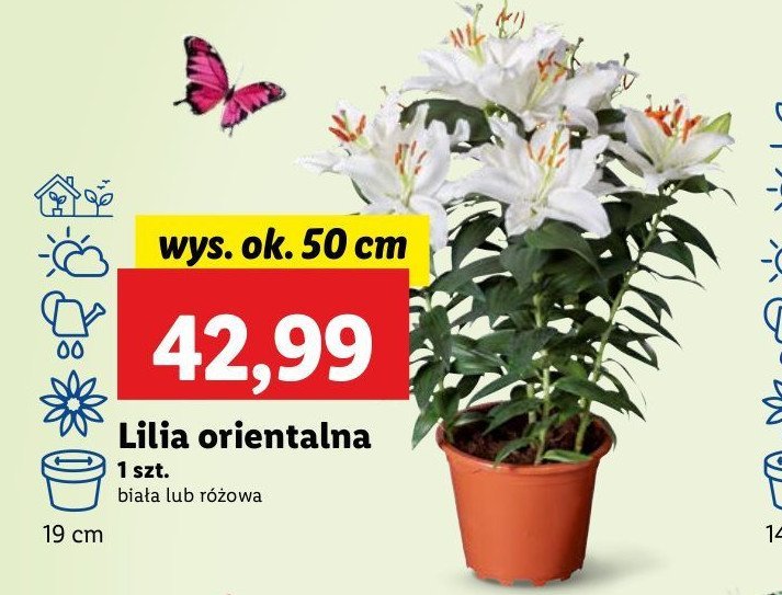 Lilia orientalna 50 cm biała promocja w Lidl