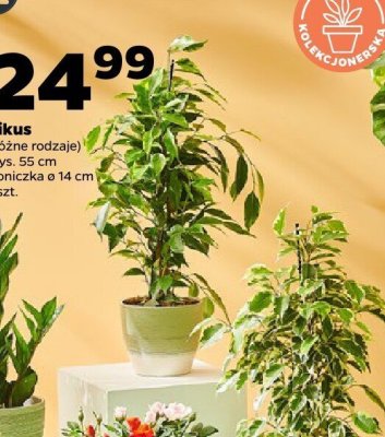 Fikus różne rodzaje promocja w Netto