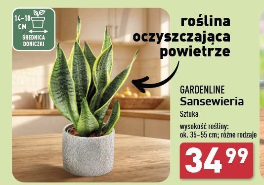 Sansewieria mix promocja