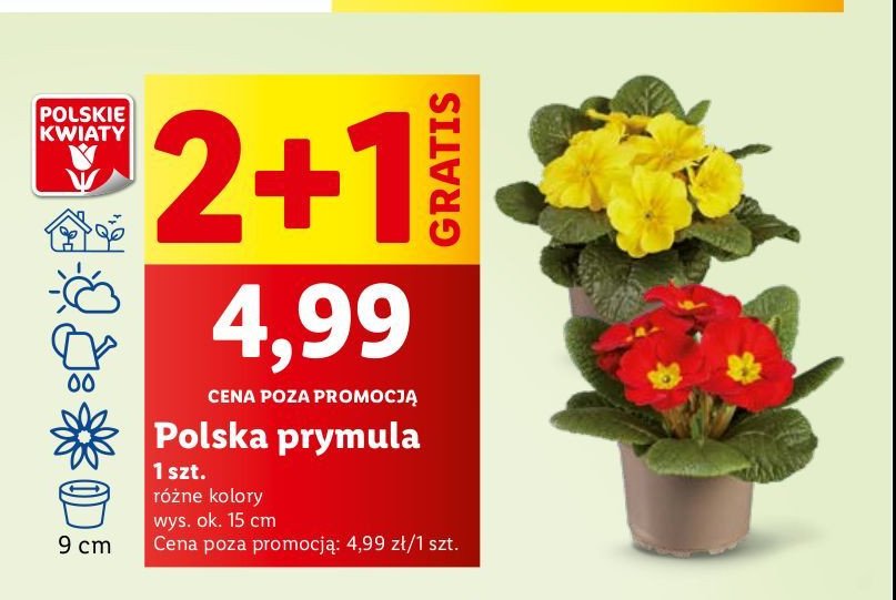 Prymula 15 cm promocja