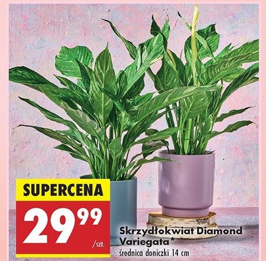 Skrzydłokwiat diamond promocja