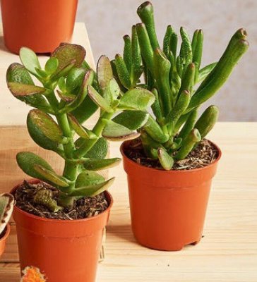 Gazetka, strona 49 promocja w Dino