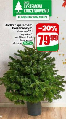 Jodła z systemem korzeniowym wysokość: od 80 cm promocja w Dino