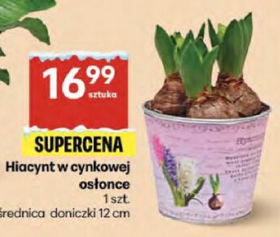 Hiacynt w cynkowej osłonce promocja w Delikatesy Centrum