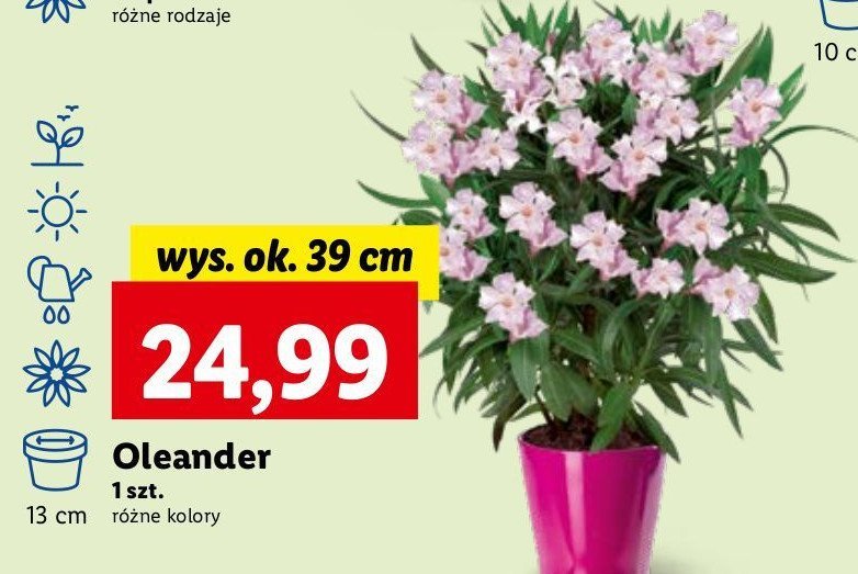 Oleander 39 cm promocja
