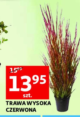 Trawa ozdobna czerwona promocja