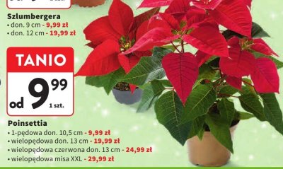 Poinsettia wielopędowa misa XXL promocja w Intermarche