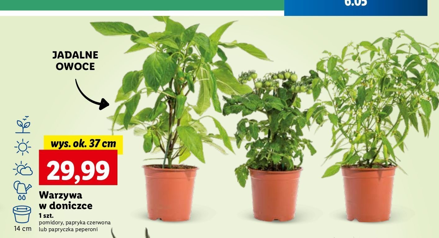 Papryka peperoni 14 cm promocja