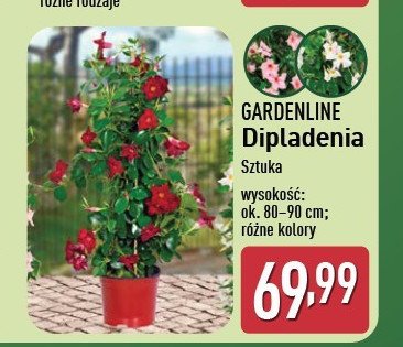 Dipladenia 80-90 cm GARDEN LINE promocja