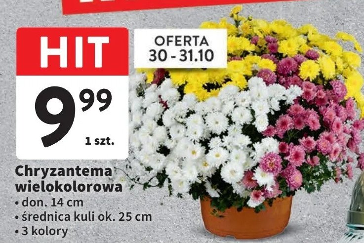 Chryzantema wielokolorowa promocja