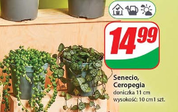 Senecio promocja