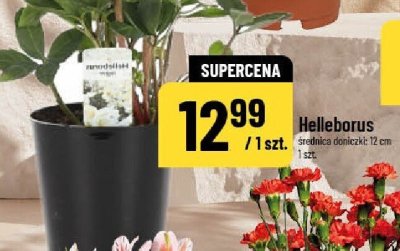 Helleborus promocja w POLOmarket