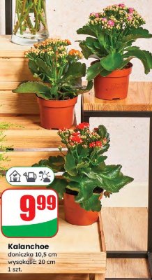 Kalanchoe promocja w Dino