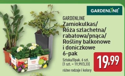 Zamiokulkas GARDEN LINE promocja