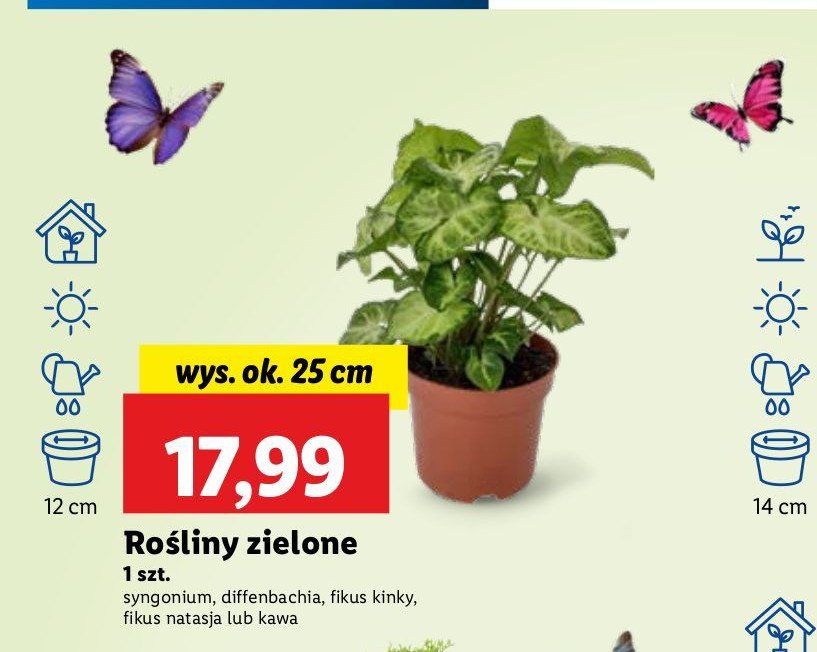 Kawa don. 12 cm promocja