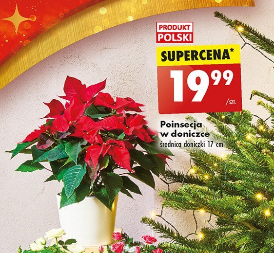 Poinsecja 17 cm promocja