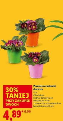 Prymula w cynkowej doniczce różne kolory średnica doniczki: 9 cm wysokość ok. 14 cm promocja w Lidl