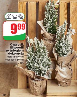 Cyprysik Ellwoodii ze śniegiem i dekoracją doniczka 9 cm promocja w Dino