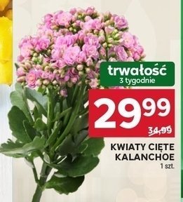 Kwiaty cięte kalanchoe promocja w Stokrotka