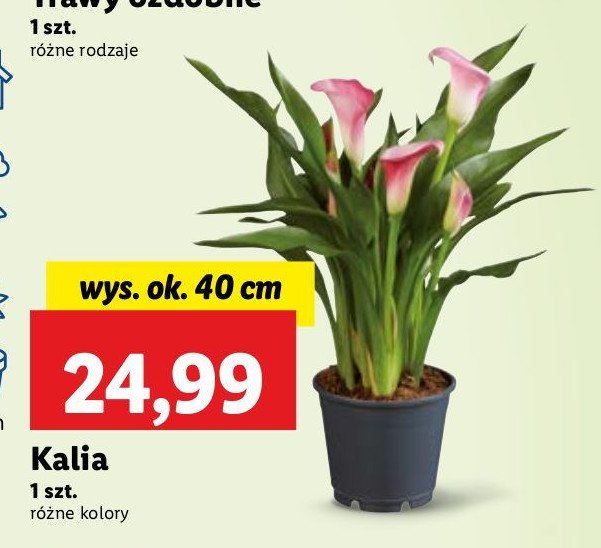 Kalia promocja