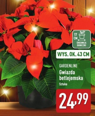 Gwiazda betlejemska wys. ok. 43 cm, roślina doniczkowa promocja w Aldi