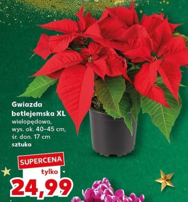 Gwiazda betlejemska XL wielopędowa promocja w Kaufland