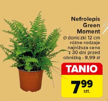 Nefrolepis promocja