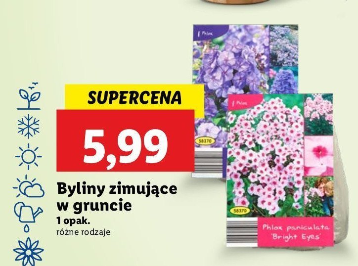 Byliny zimujące w gruncie promocja