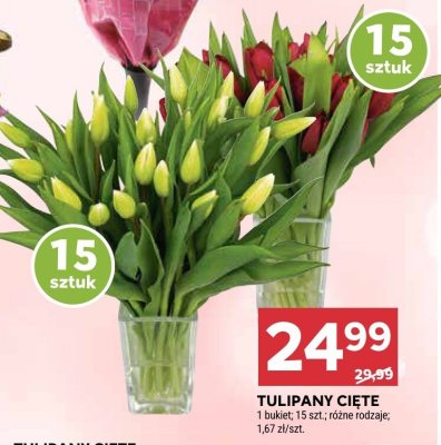 Tulipany cięte 15 sztuk Stokrotka promocja w Stokrotka