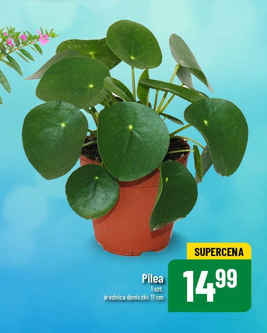 Pilea don. 11 cm promocja